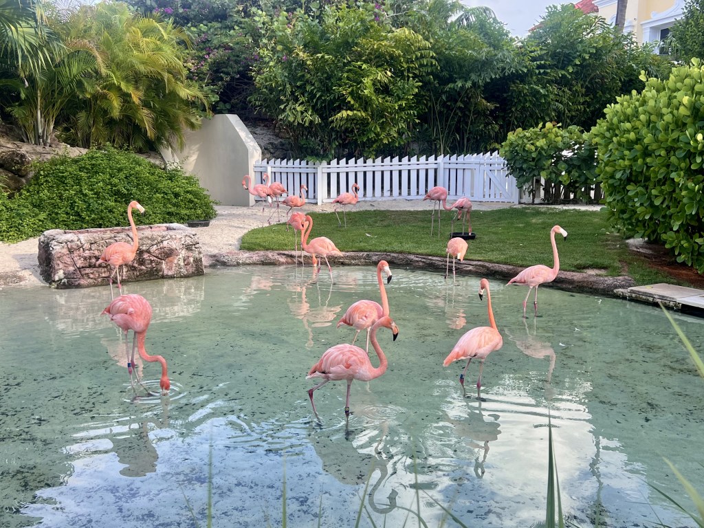 Flamingo Cay