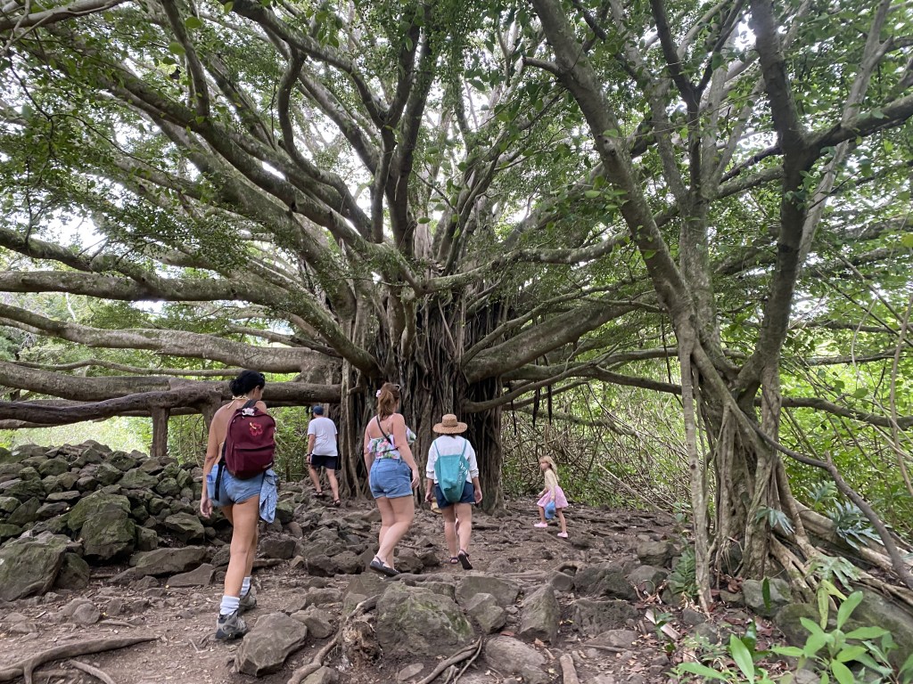 Banyan Tree Hike