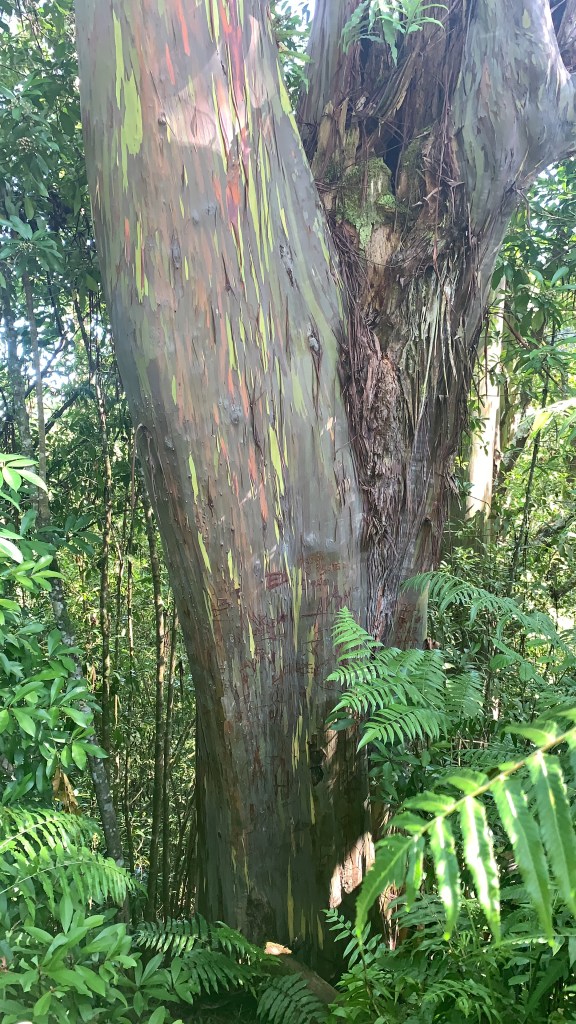 Rainbow Eucalyptus Trees